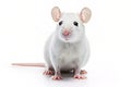 closeup white laboratory rat mouse on a white background Royalty Free Stock Photo