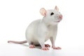 closeup white laboratory rat mouse on a white background Royalty Free Stock Photo