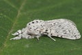 Closeup on the white Lesser Puss Moth , Cerura erminea sitting with closed wings on a green leaf