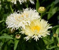 Closeup of white Leucanthemum, shasta daisy flowerheads in a flower garden