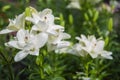 Closeup of White lillies with leaves Royalty Free Stock Photo