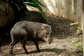 Closeup of a white-lipped peccary, Tayassu pecari. Royalty Free Stock Photo