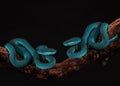 Closeup of white lipped pit viper snakes on a branch Royalty Free Stock Photo