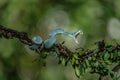 Closeup of a White Lipped Pit Viper on a tree Royalty Free Stock Photo