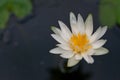 Closeup of white lotus floating on water Royalty Free Stock Photo