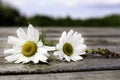 Two Daisies on a Wooden Table Royalty Free Stock Photo