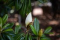 Closeup of a white magnolia bud growing in a green garden Royalty Free Stock Photo