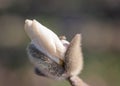 Closeup of white magnolia flower bud Royalty Free Stock Photo