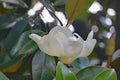 Fraser Magnolia Tree Flower Royalty Free Stock Photo