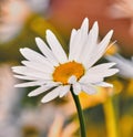 Closeup of white Marguerite daisy growing for medicinal horticulture in a cultivated, remote field for chamomile tea Royalty Free Stock Photo