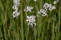Closeup of white mayflowers growing in a green field Royalty Free Stock Photo
