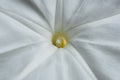 Closeup white morning glory flower for background Royalty Free Stock Photo