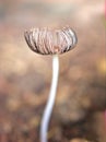 Closeup white Mushroom fungus parasola in garden with blurred background , Royalty Free Stock Photo