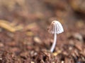 Closeup white Mushroom fungus parasola in garden with blurred background , Royalty Free Stock Photo