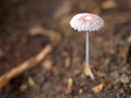 Closeup white Mushroom fungus parasola in garden with blurred background , Royalty Free Stock Photo