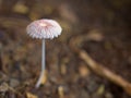 Closeup white Mushroom fungus parasola in garden with blurred background , Royalty Free Stock Photo