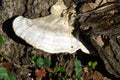 Closeup of a white mushroom on a tree trunk, nature Royalty Free Stock Photo