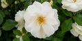 Closeup of a white musk rose