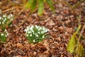 Closeup of white natural spring flowers blooming in lush green home garden or backyard. Texture and detail of common