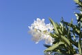 Closeup of white oleanders under the sunlight and a blue sky at daytime