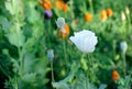 Closeup of white opium poppy
