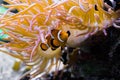 Closeup of a white and orange banded percula clown fish that is hiding under a sea anemone Royalty Free Stock Photo