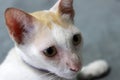 Closeup white and orange cat. cat is a small domesticated carnivorous mammal with soft fur.