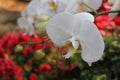 Closeup white orchid with colourful background Royalty Free Stock Photo