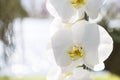 Closeup white orchid flower over blurred nature background Royalty Free Stock Photo