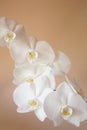 A closeup of white orchid flowers