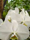 Closeup white orchid flowers in the garden when the weather is sunny. nature concept Royalty Free Stock Photo