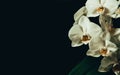 Closeup of white orchid flowers isolated on a black background with copyspace Royalty Free Stock Photo