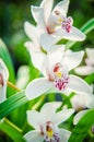 closeup of white orchid flowers Royalty Free Stock Photo