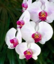 Closeup white orchid in the garden Royalty Free Stock Photo