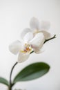 Closeup white orchid Phalaenopsis Adelaide on a white background. blur and selective focus. Vertical photo Royalty Free Stock Photo