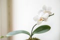 Closeup white orchid Phalaenopsis Adelaide on a white background. blur and selective focus. Copy space Royalty Free Stock Photo