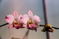 Closeup of white orchid photo with waterdrops,indoor plant for decoration,Purple orchid flower phalaenopsis or falah on a white Royalty Free Stock Photo