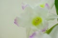 Closeup of white orchids on a pink pbackground Royalty Free Stock Photo