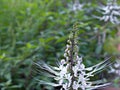 Closeup white Orthosiphon aristatus cat`s Whisker flowers in garden with soft focus and green blurred background