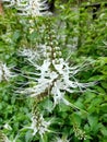 The closeup of white Orthosiphon Aristatus flowers