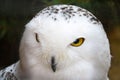 Closeup of a white owl head Royalty Free Stock Photo
