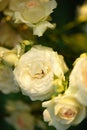 Closeup white with pale pink roses grow in the sunny summer garden Royalty Free Stock Photo