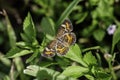 White Peacock Anartia jatrophae Butterfly in South Florida Royalty Free Stock Photo