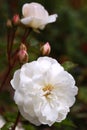 Closeup of White Peony