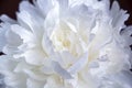 Closeup of white peony with gentle delicate petals.