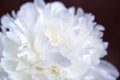 Closeup of white peony with gentle delicate petals on the dark background.