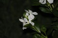 Closeup of white periwinkle flowers