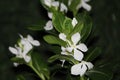 Closeup of white periwinkle flowers