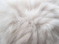 Closeup white persian cat fur texture background Royalty Free Stock Photo