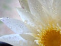 Closeup white petal of water lily flower with water drops with blurred background ,macro image ,abstract background Royalty Free Stock Photo